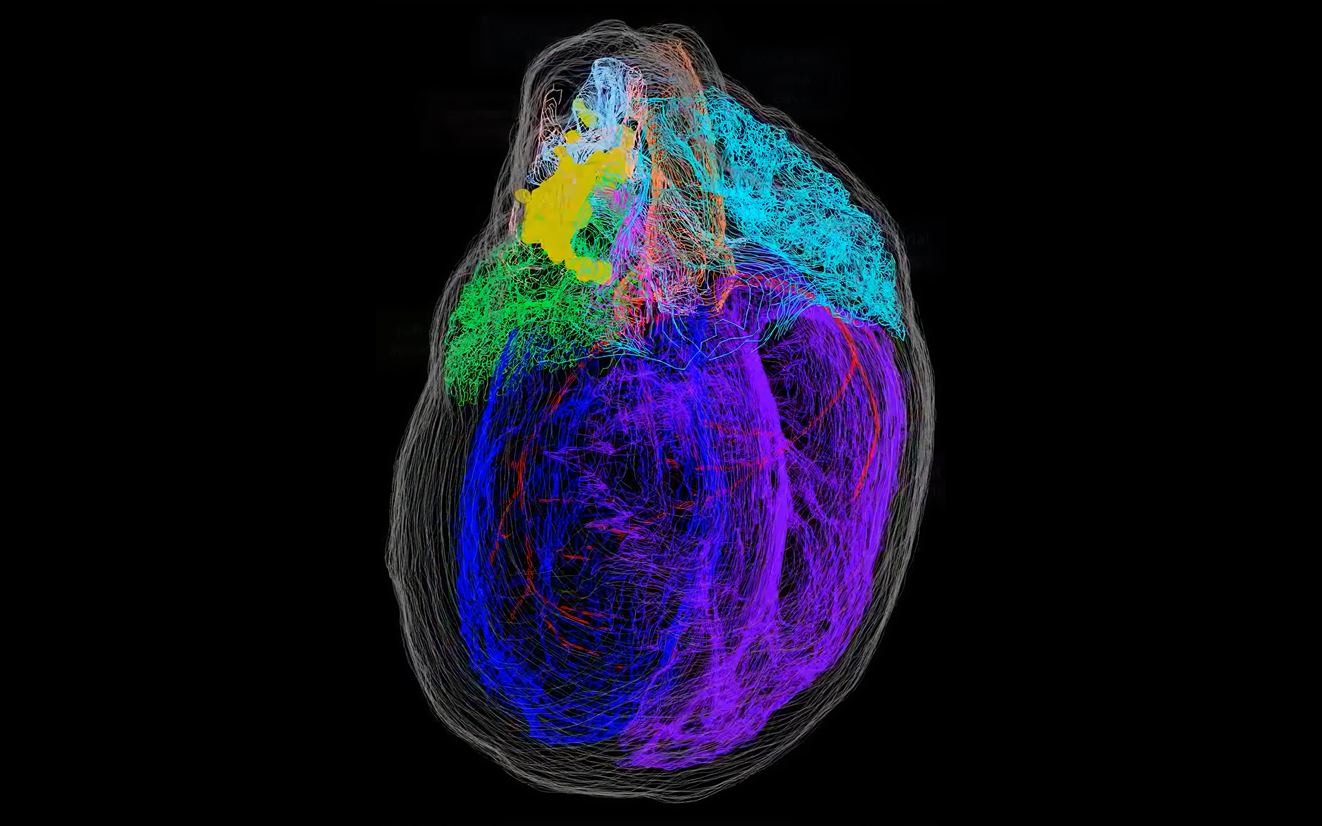 3d Map Of A Heart S Brain Engadget