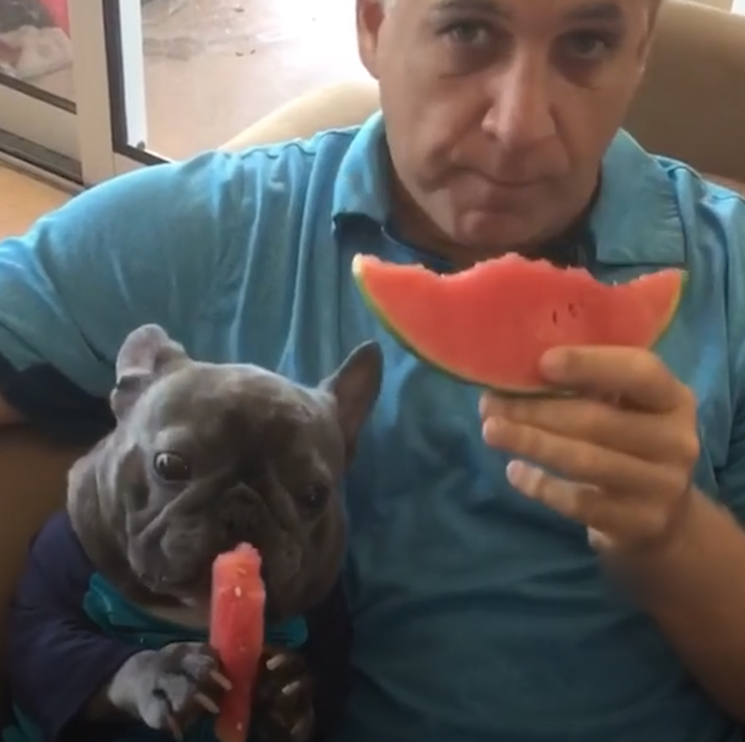 Adorable, deaf French bulldog eats food with his paws like ...