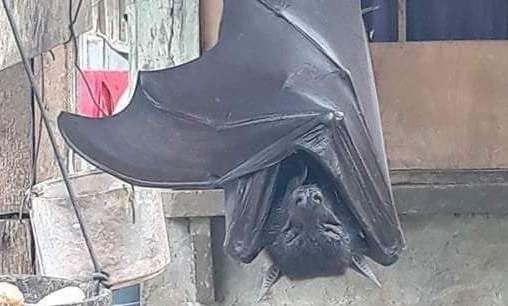 Photo of human-sized bat in the Philippines baffles social media users