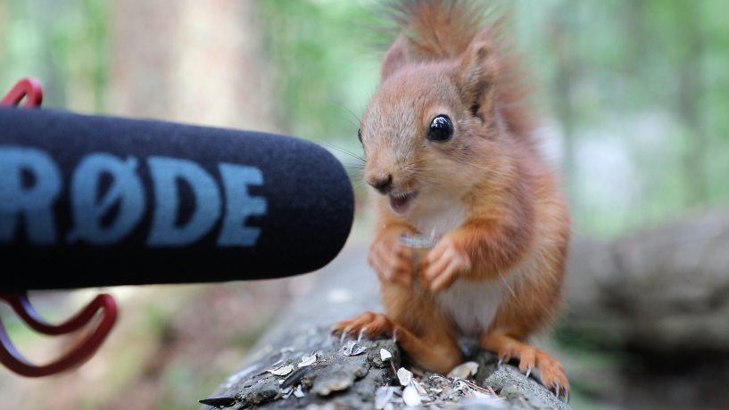 Rescued baby red squirrel's ASMR eating is oddly satisfying