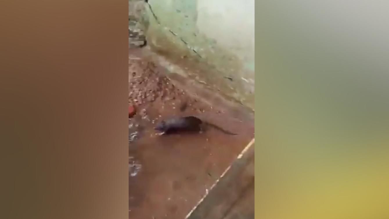 Una Rata Se Sumerge Bajo El Agua Para Rescatar A Sus Crias Atrapadas En Un Nido Inundado Por La Lluvia