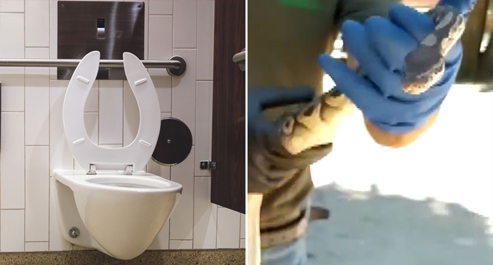 Watch: Australian man sitting on toilet spots big snake atop his shower 