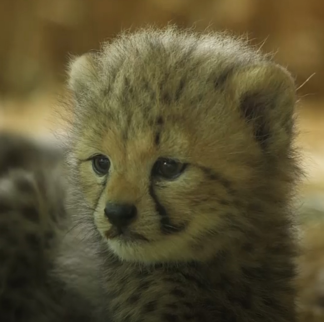 Proud cheetah poses with her four baby cubs at Vienna Zoo