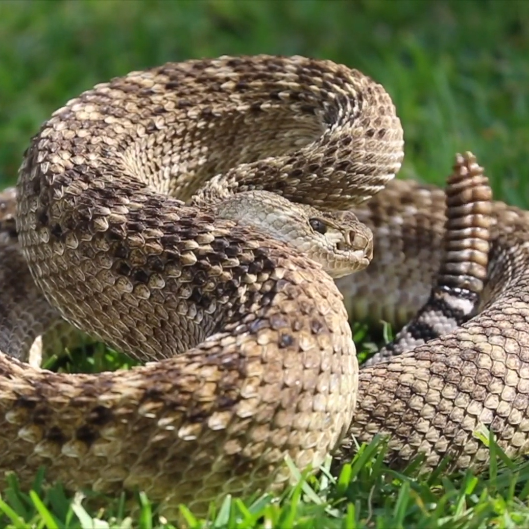 Getting an up-close look at a dangerous Western diamondback rattlesnake