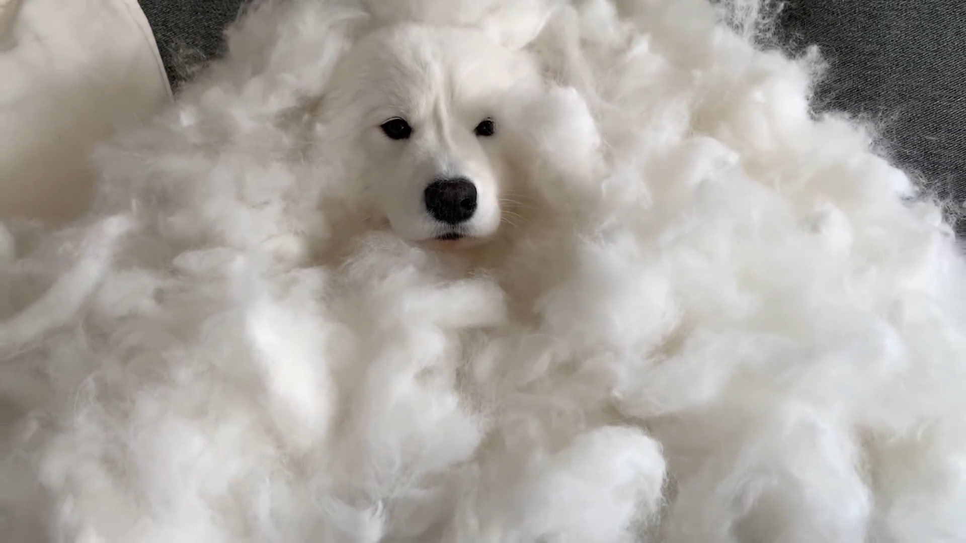 white fluffy dog