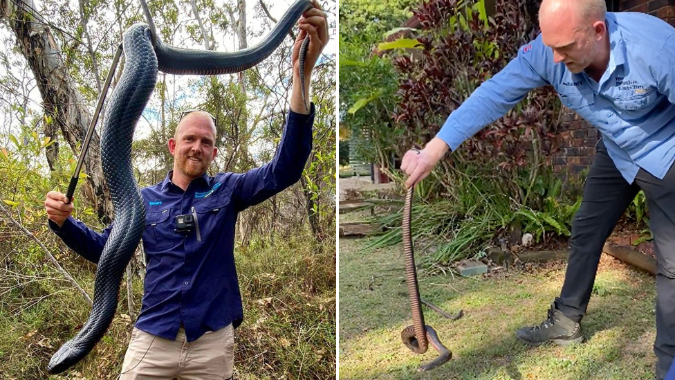 Monster black snake caught at Queensland school