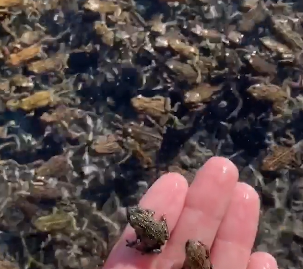Woman discovers hundreds of teeny tiny frogs