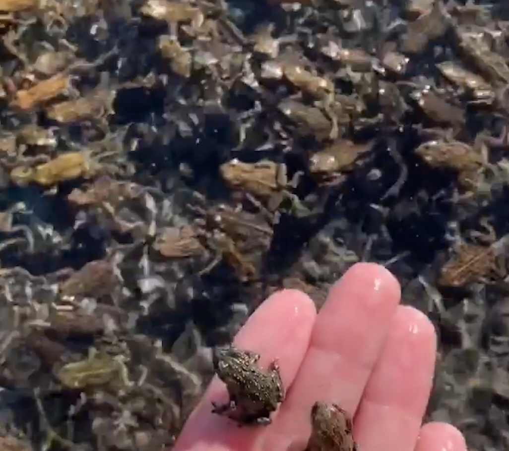 Tiny Frogs