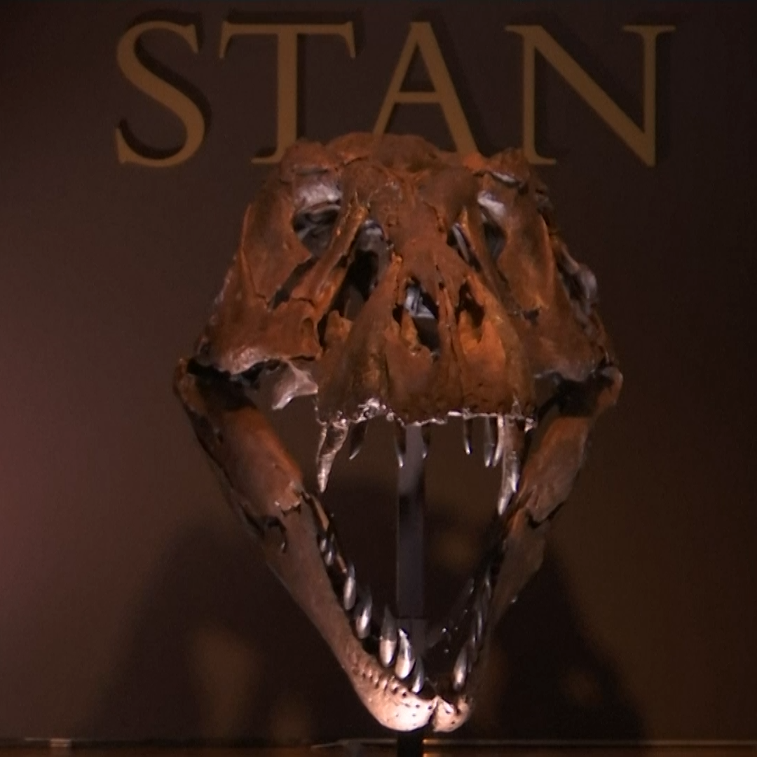 rex skeleton