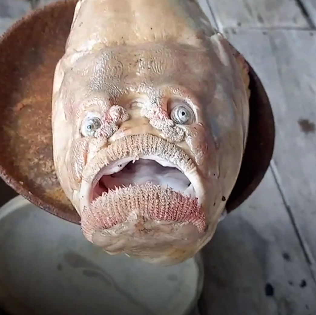 Fisherman discovers 'ugly, frowning' human-like fish: 'It was