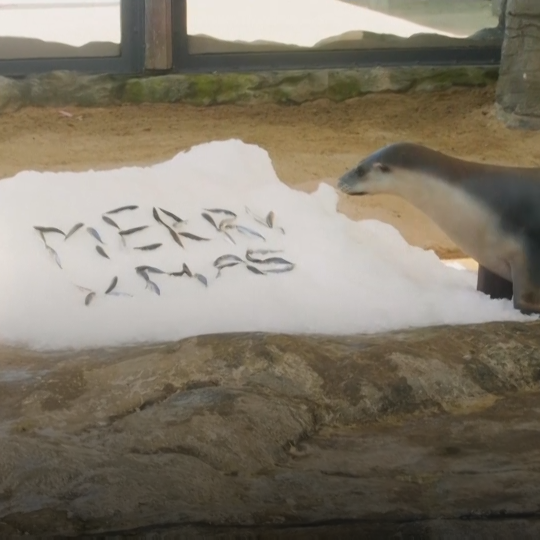 Animals at an Australian zoo get festive treats in time for the holidays