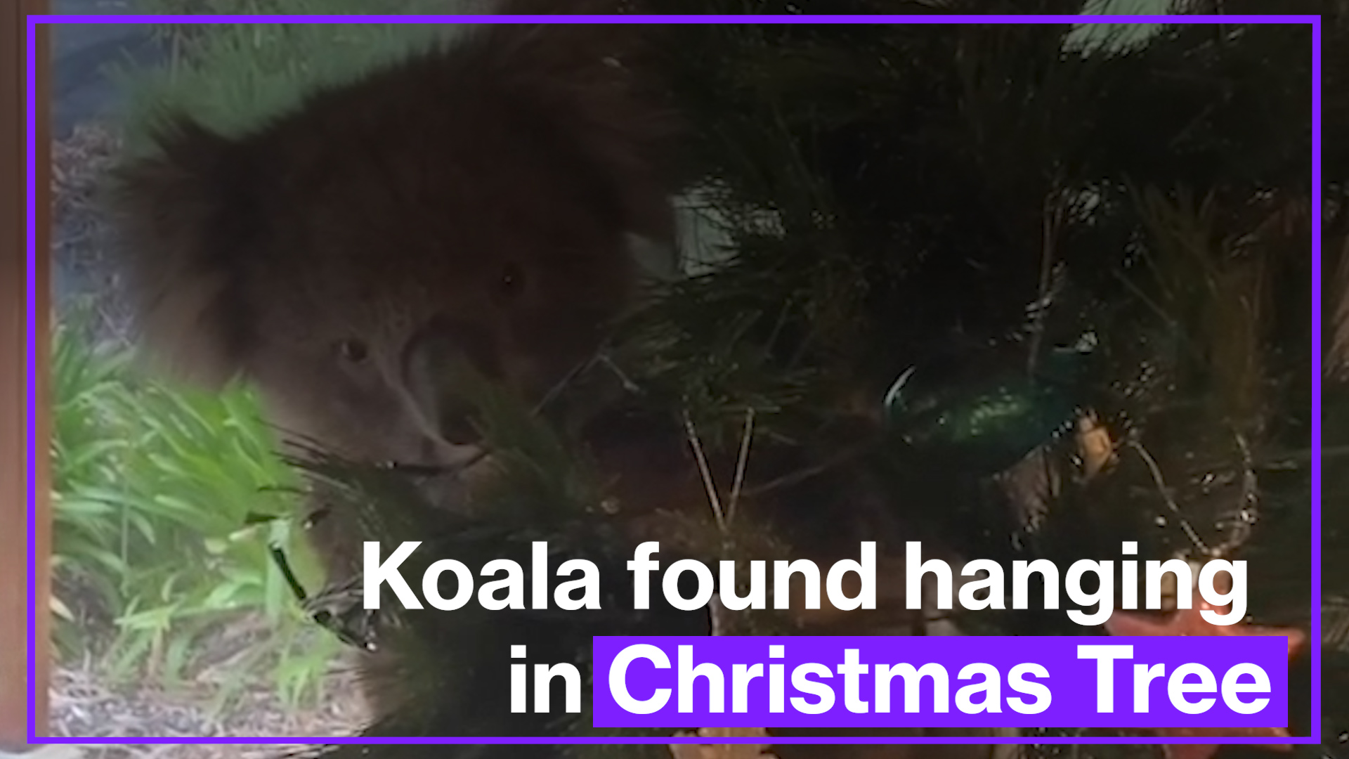 Australian Family Discovers Koala Hanging In Christmas Tree - roblox report for gamethrowing