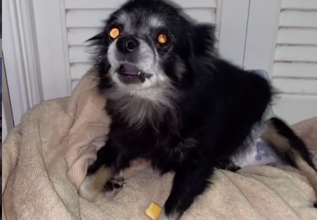 Chihuahua becomes TikTok sensation after being rescued from an abusive