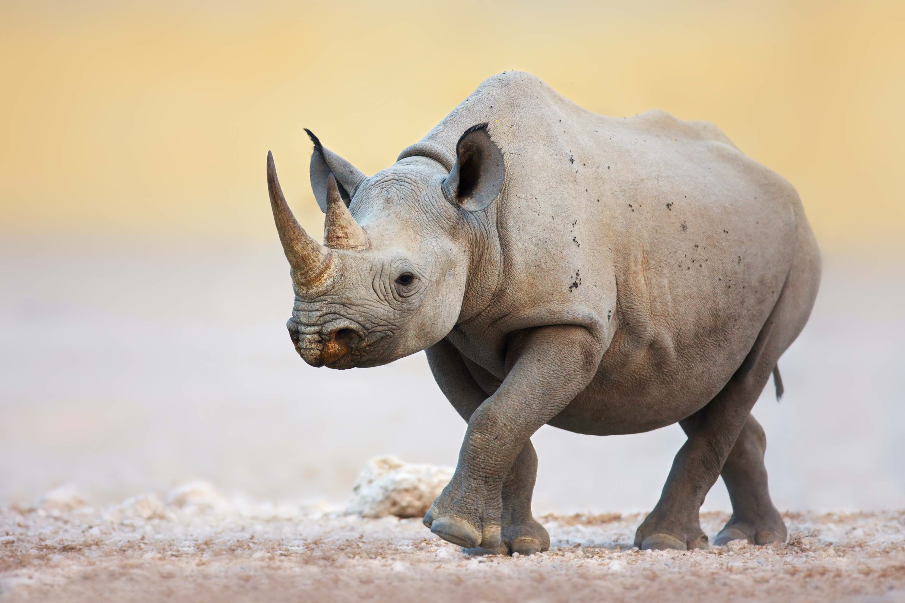 非洲黑犀牛的瀕臨絕種，和亞洲市場息息相關，圖片來源：Getty image