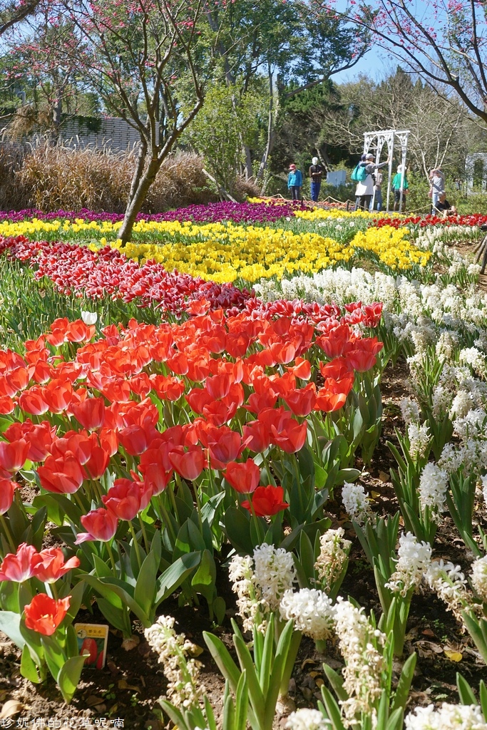 21陽明山花季 花卉試驗中心的鬱金香花海正盛放 Yahoo奇摩旅遊