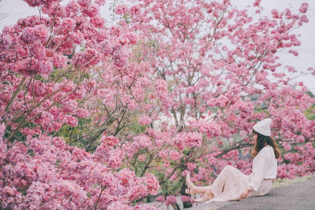 赤蘭溪的粉紅風鈴木大滿開 河津櫻 炮仗花也一起在嘉義get吧 Yahoo奇摩旅遊