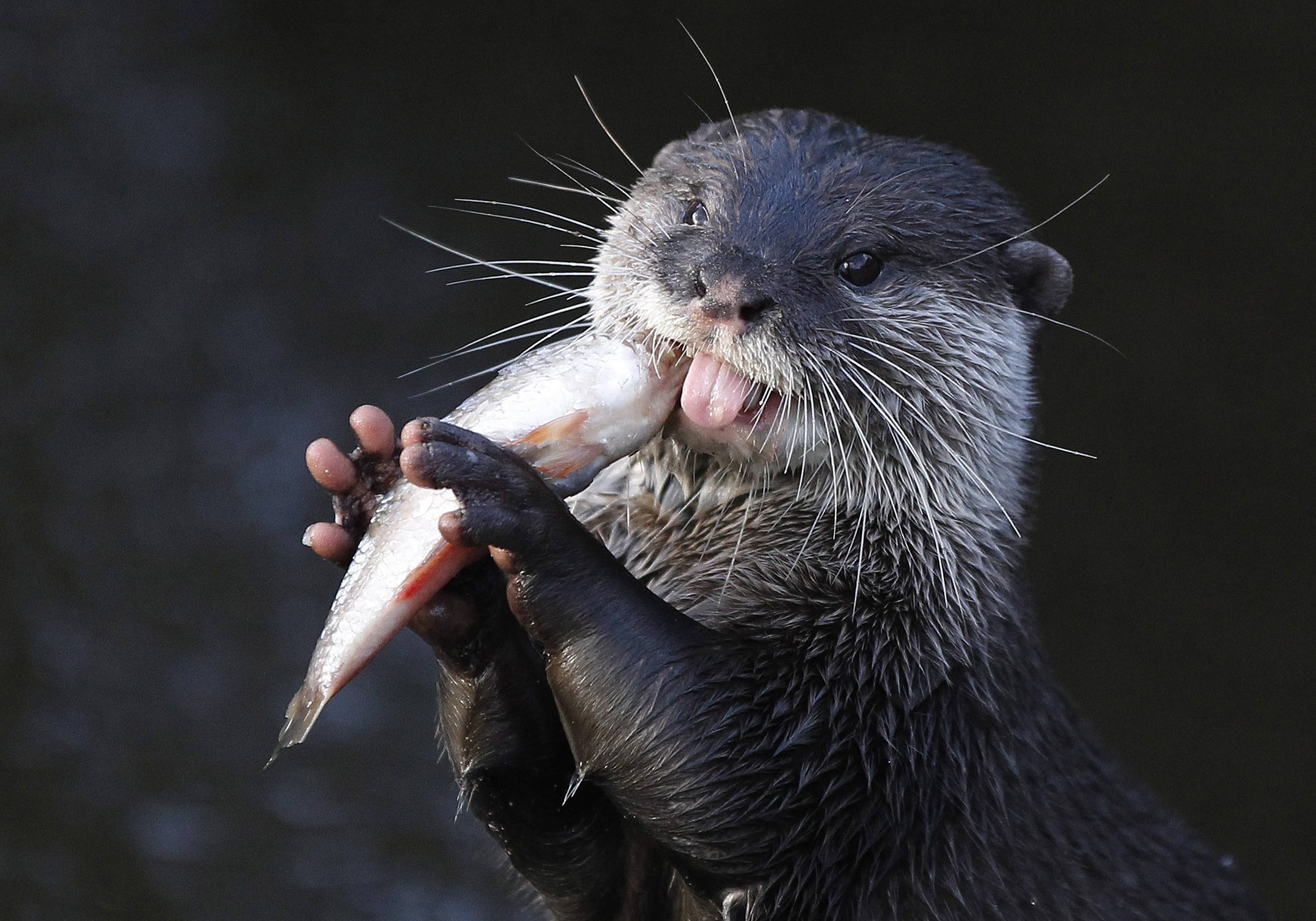 Asian Small-Clawed Otters Population