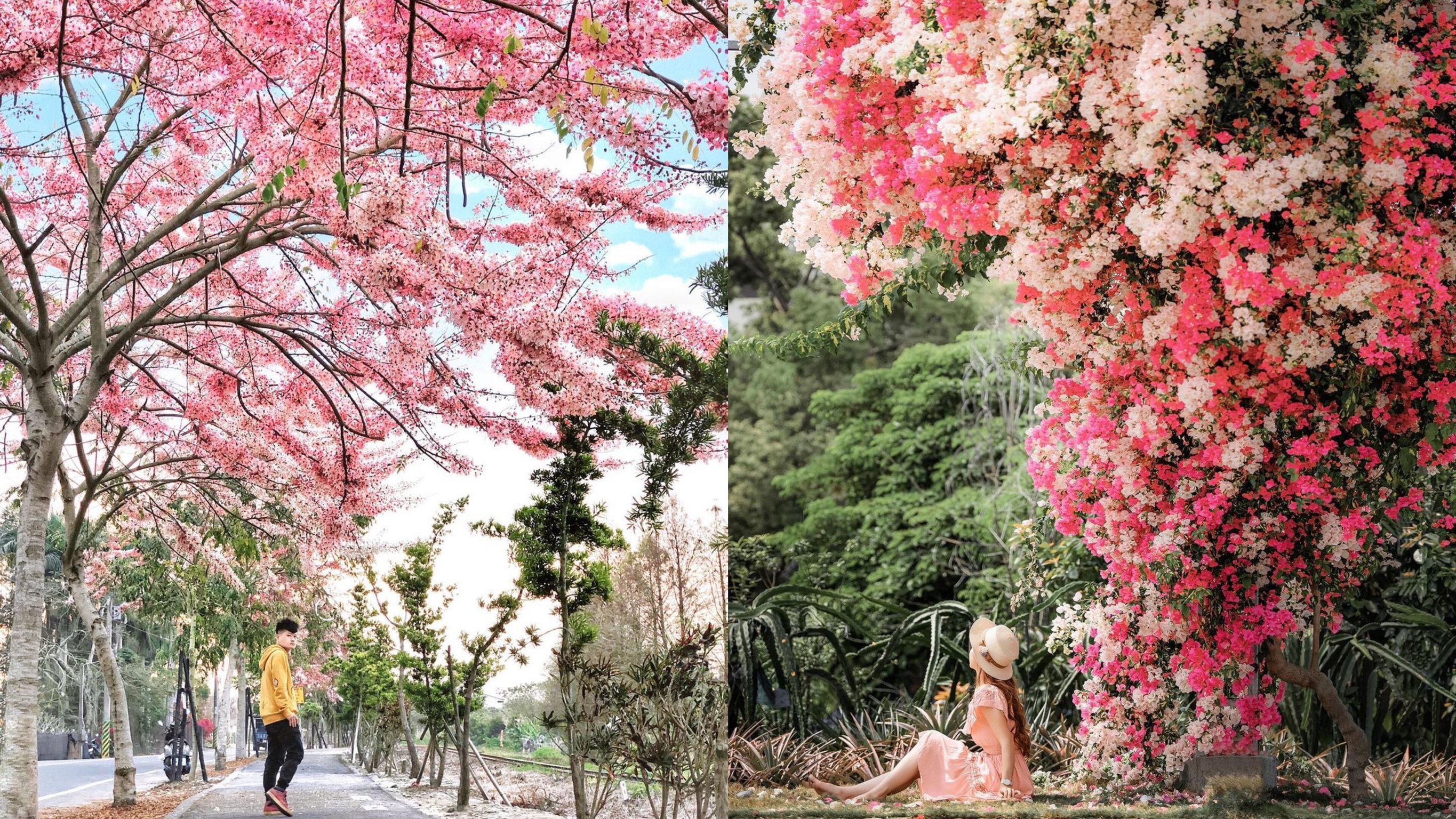 早春的花祕境6處繽紛花海來野餐 Yahoo奇摩旅遊