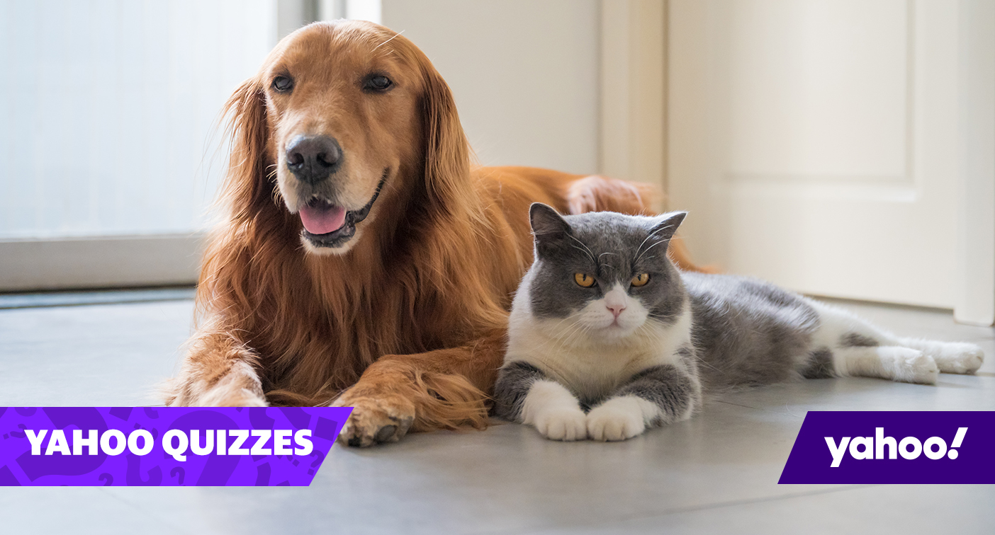 Cats Vs Dogs Who S Cuter Quiz