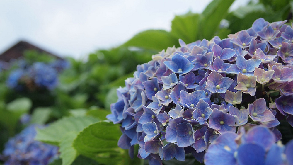 賞花之旅 桃園繡球花季 繽紛花海美不勝收 Yahoo奇摩旅遊