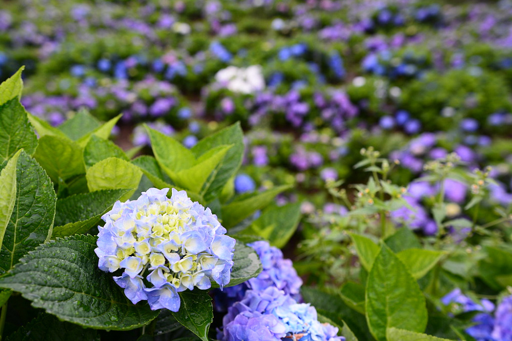 賞花之旅 桃園繡球花季 繽紛花海美不勝收 Yahoo奇摩旅遊