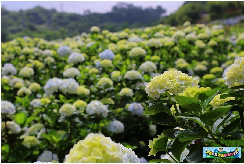 21萬里區繡球花季開始囉 偽出國超夢幻繽紛花海 新北萬里一日遊就醬玩 Yahoo奇摩旅遊