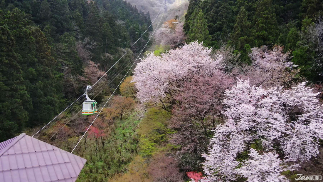 Jr東日本燕三條工廠見學旅 新潟能量景點彌彥山與神社纜車展望台絕景賞花