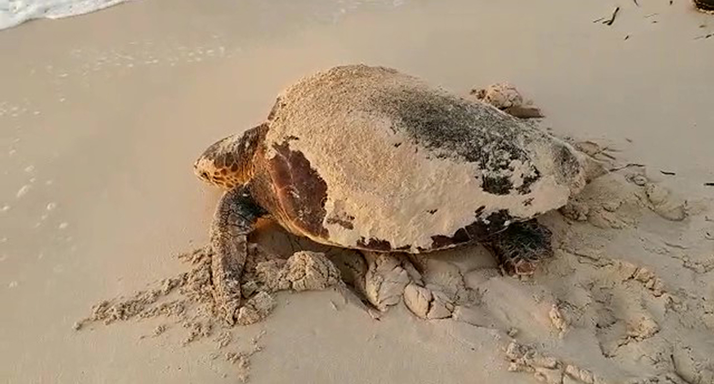 'A clear presence': Worrying first-time discovery in turtles - Yahoo News Australia