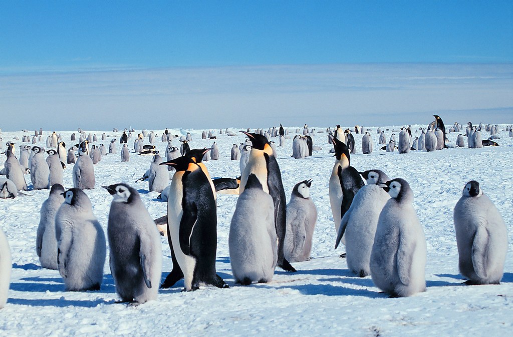 南極洲的企鵝 (Photo by Giuseppe Zibordi, Michael Van Woert, NOAA NESDIS, ORA, Wikimedia Commons提供)