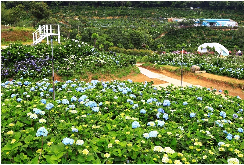 21萬里區繡球花季開始囉 偽出國超夢幻繽紛花海 新北萬里一日遊就醬玩 Yahoo奇摩旅遊