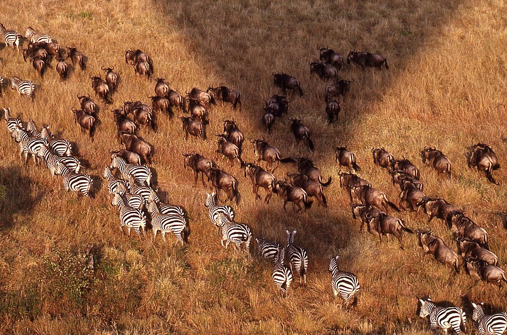 從熱氣球上方觀賞動物大遷徙 (Photo by Viault, License: CC BY-SA 3.0, Wikimedia Commons提供)