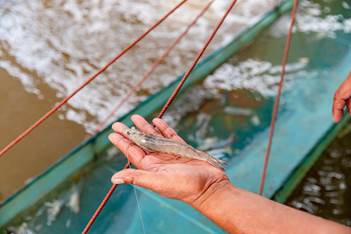 Insects eat food scraps from airports in Singapore and use them to make fish food