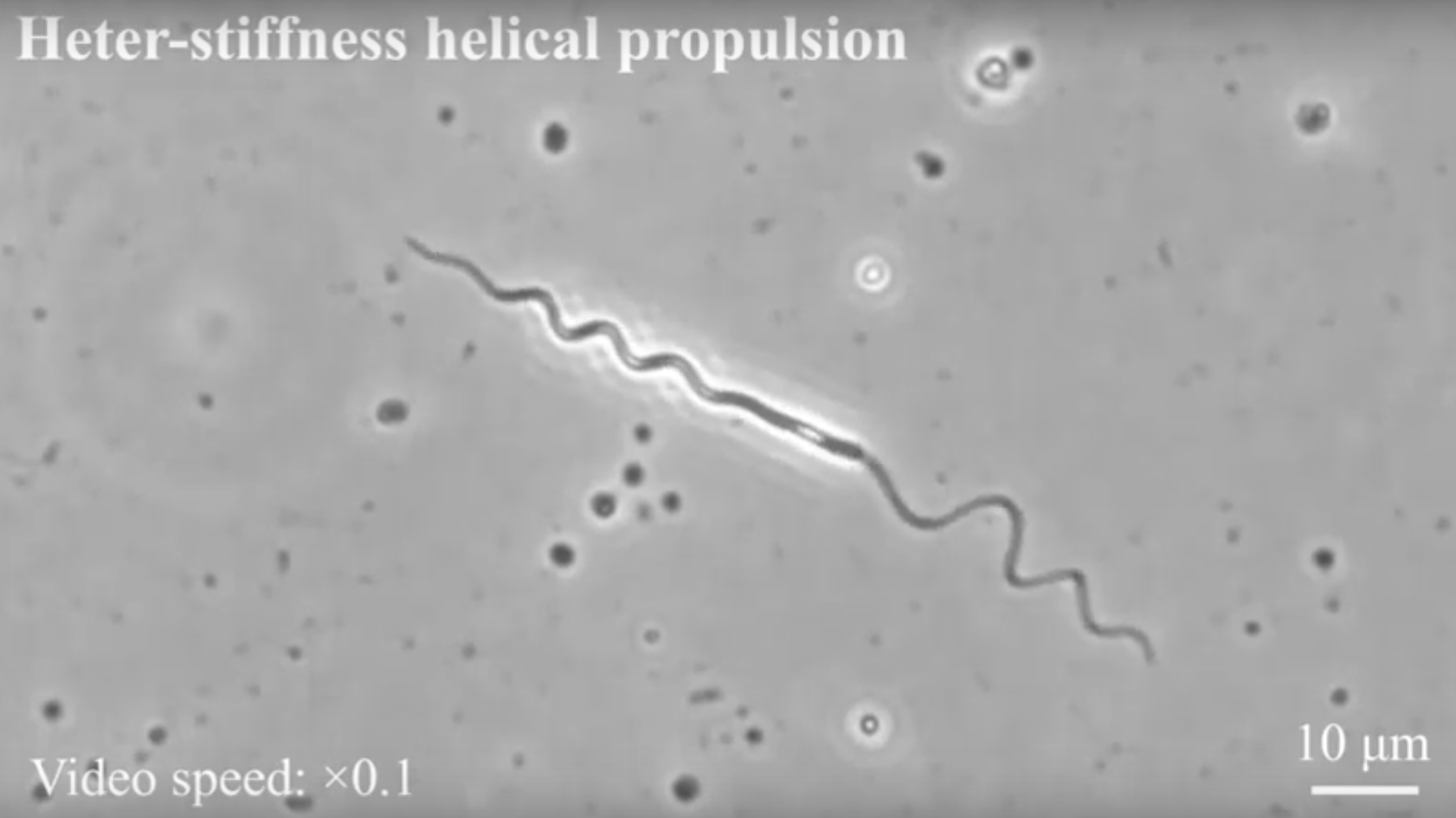 エイの精子を模倣 液体中をより効率的に動くロボットを香港城市大学が開発 Engadget 日本版