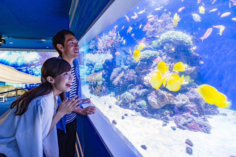 あつまれ どうぶつの森と横浜八景島シーパラダイスが水族館コラボ Engadget 日本版