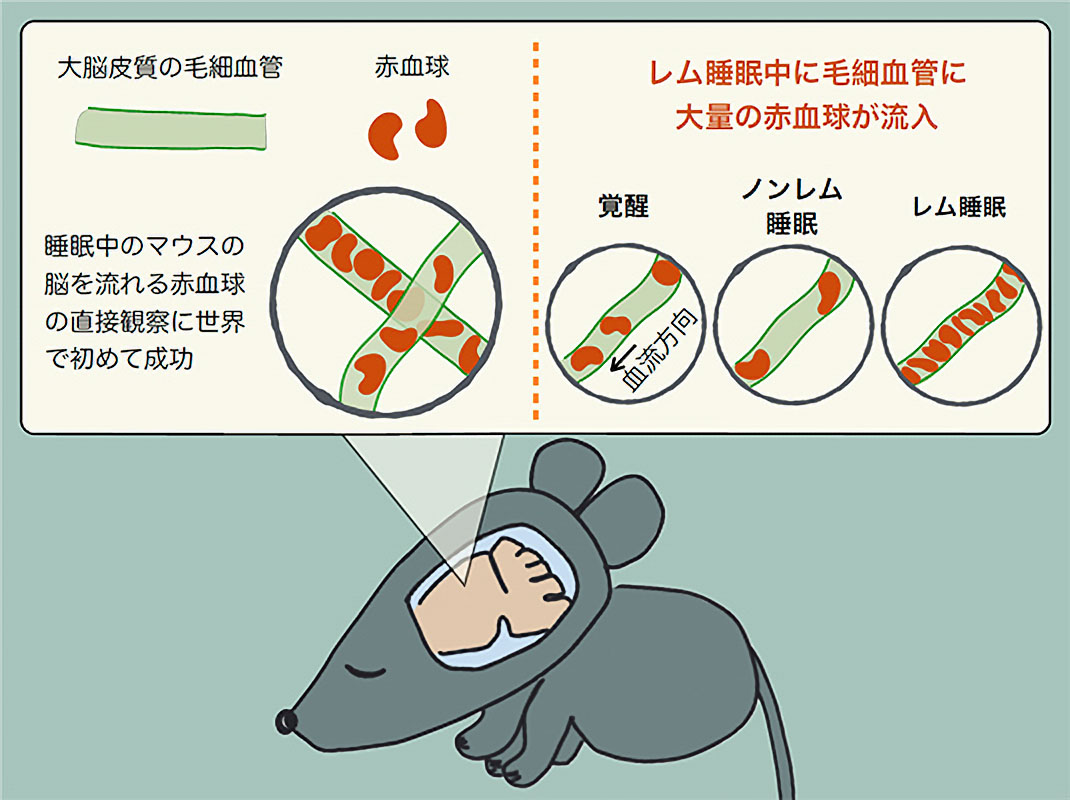 レム睡眠により脳がリフレッシュしている可能性。京都大がマウス実験で確認