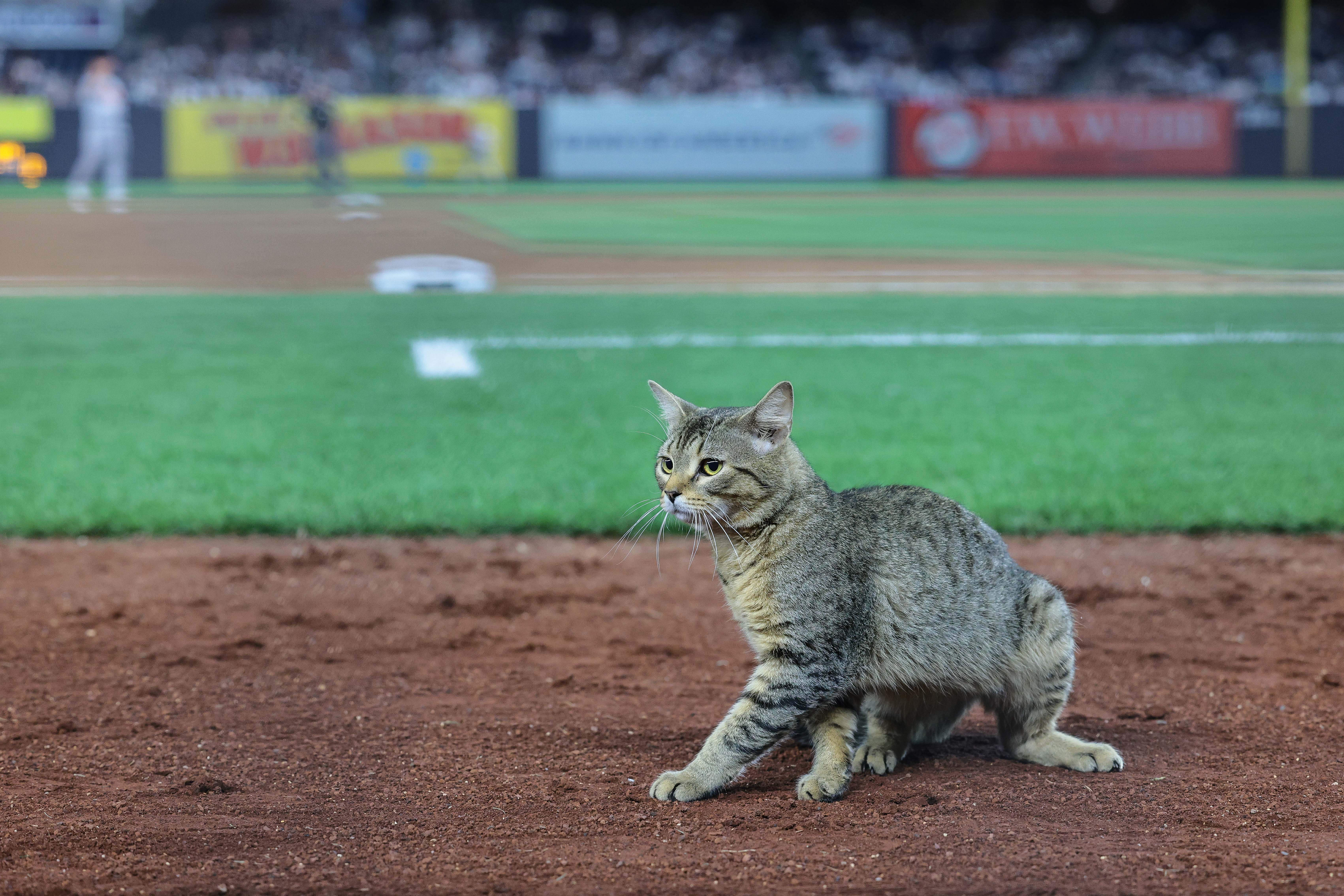 Mlb Cat Receives Mvp Chants While Invading Yankee Stadium