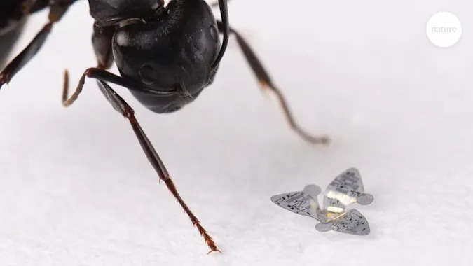 植物種子の「風散布」模倣、一定範囲を監視するマイクロチップの研究。使用後は生分解で消滅