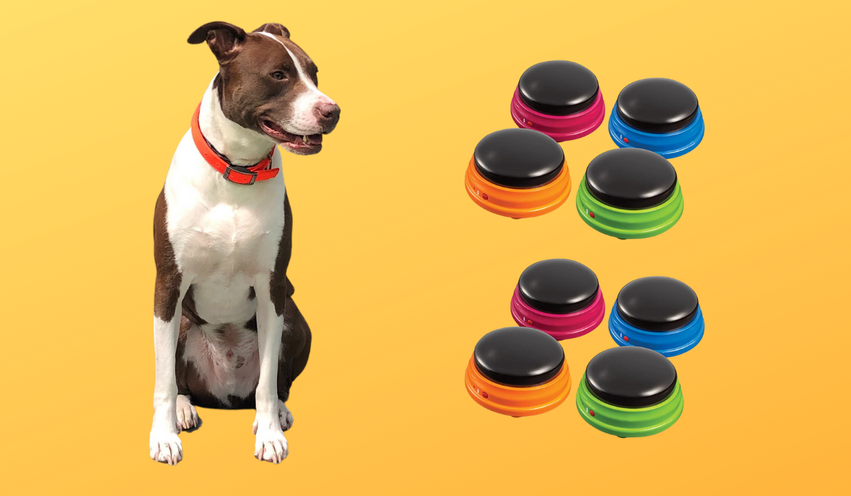 Recordable Dog Training Buttons Pet Talking Toys Pet Interac - Inspire  Uplift