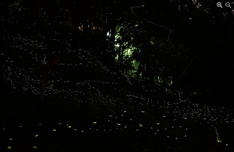 八仙山國家森林遊樂區（圖片來源：東勢林管處）