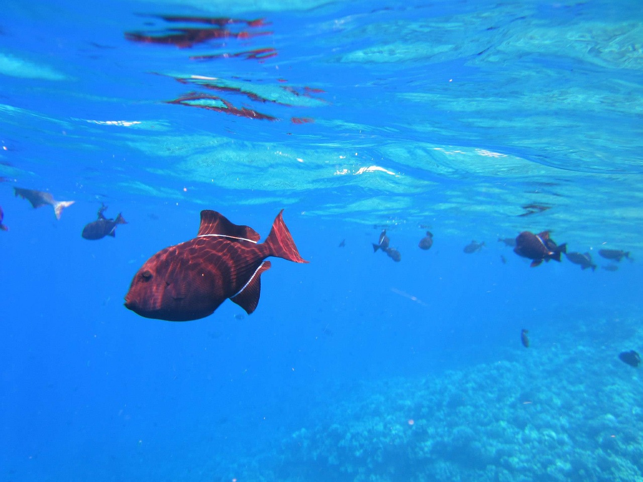 海底世界（Photo Credit: alfonsin11@pixabay.com, License CC0，圖片來源：https://pixabay.com/zh/photos/fish-snorkeling-vacation-travel-183107/）