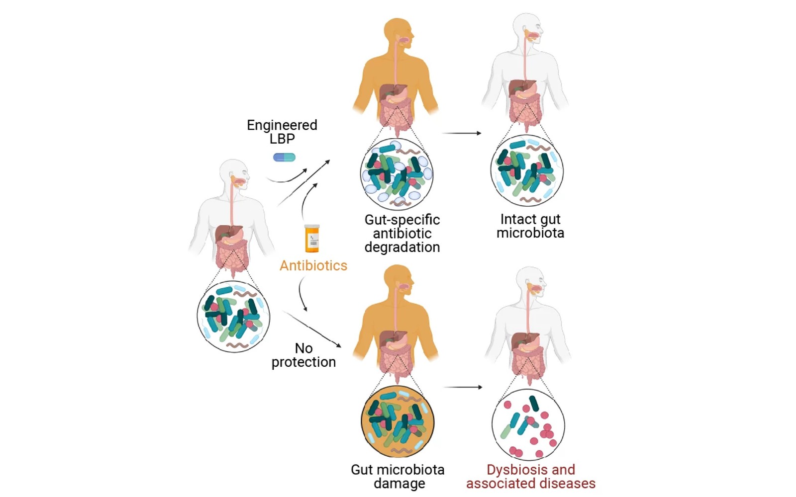 Engineered bacteria