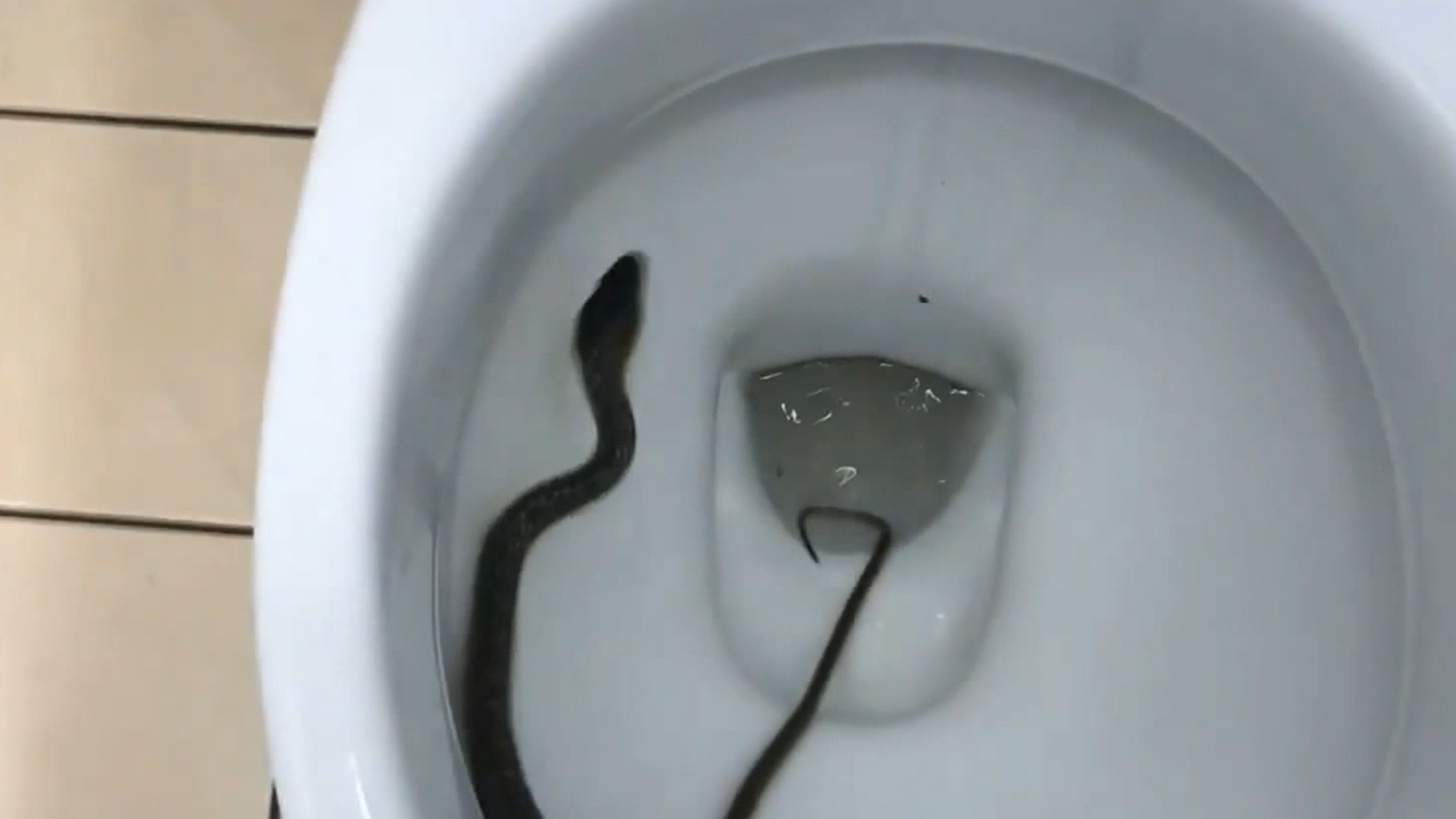 Watch: Reptile wrangler removes snake from toilet at Australian home 