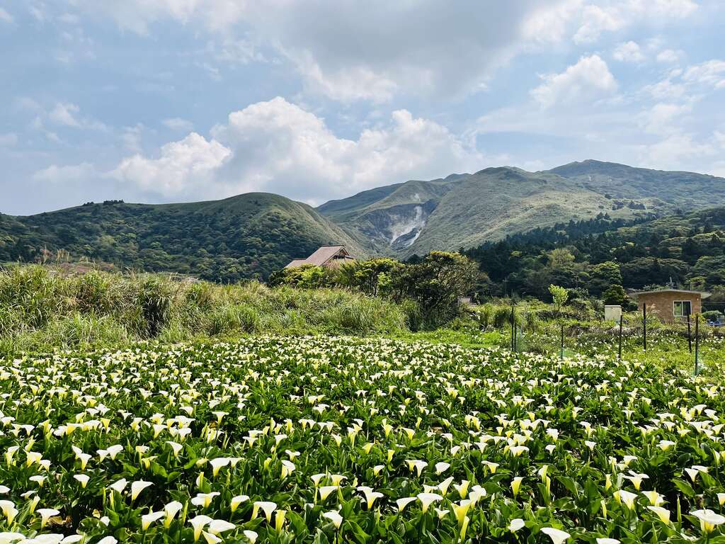 竹子湖潔白海芋（圖片來源：台北市政府工務局大地工程處）