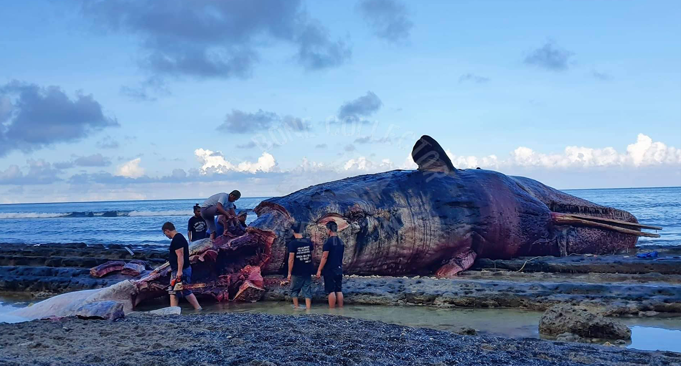 Investigation underway as huge 18m whale washes up on remote beach