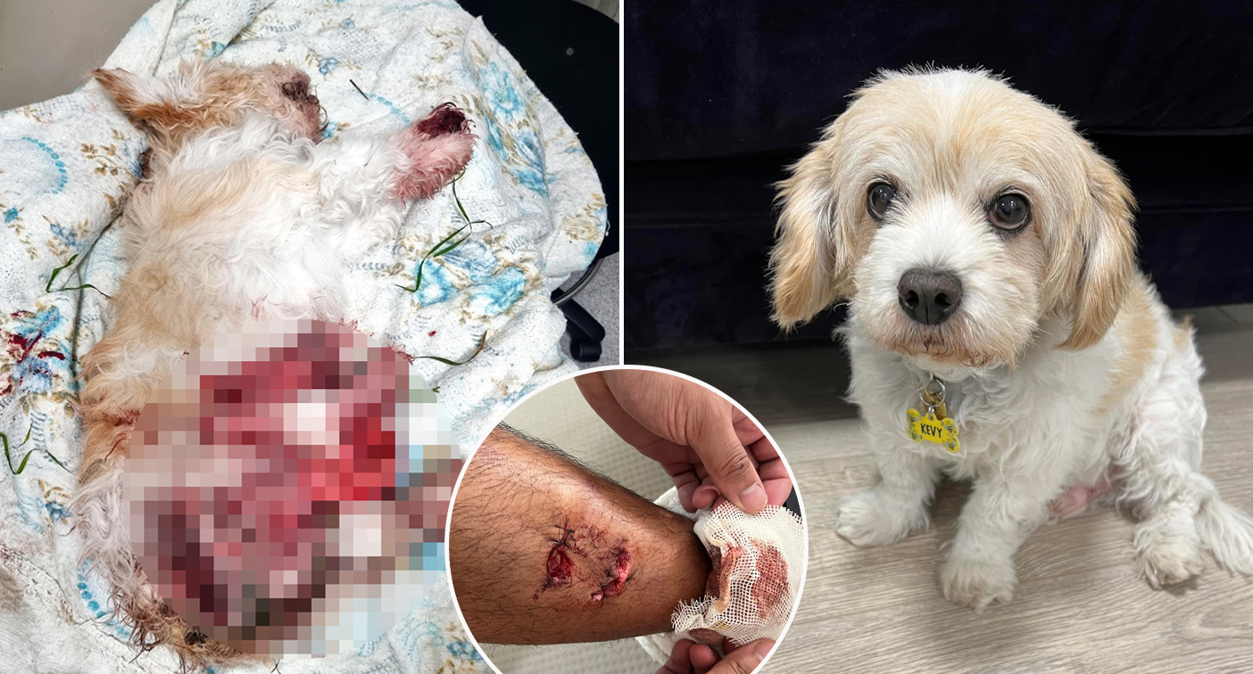 Cavoodle mauled to death and pet sitter injured in horrific dog attack