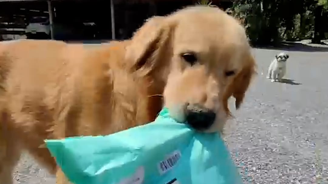 This golden retriever is trained to fetch packages