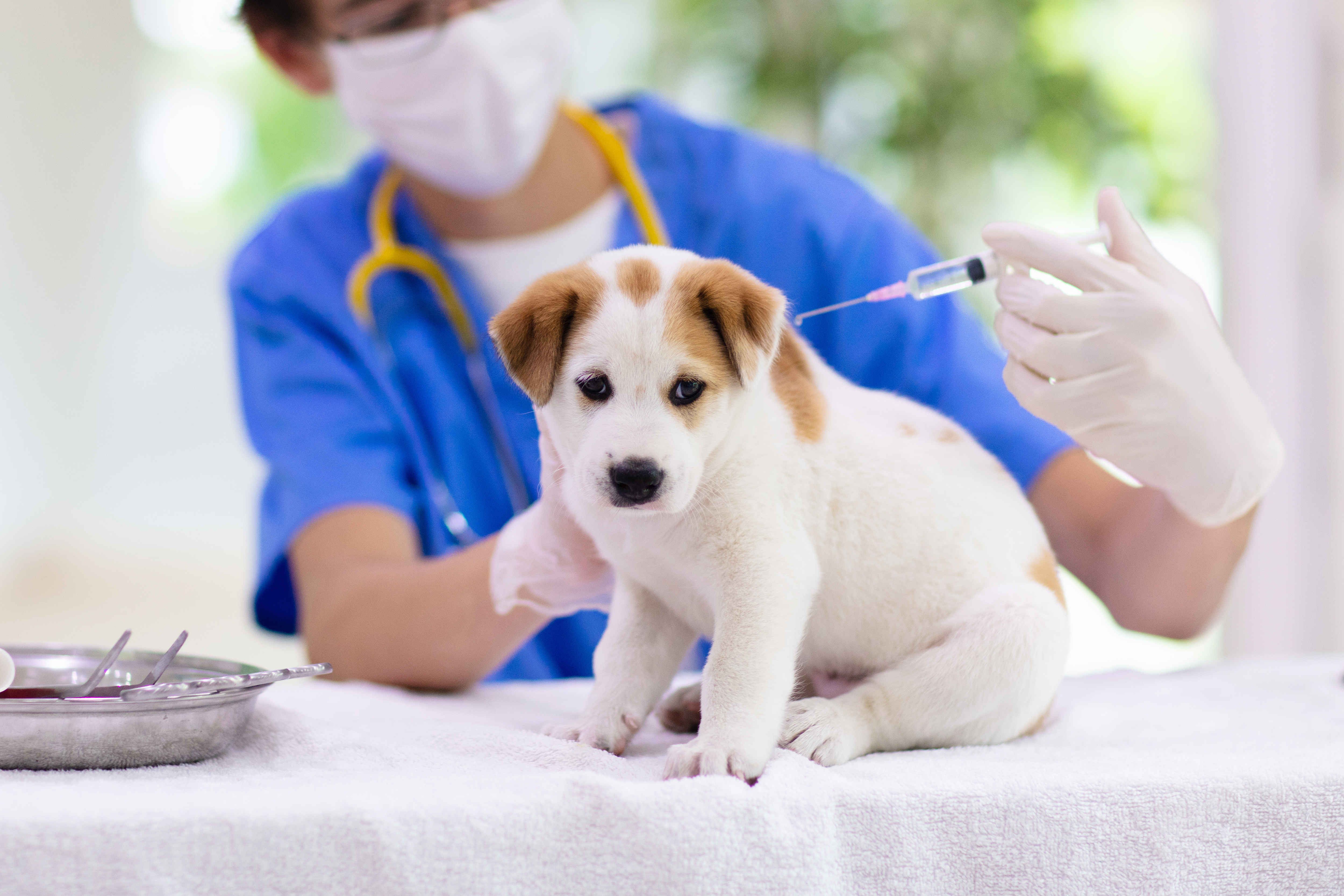 狗狗接種疫苗。示意圖來源：Getty Images