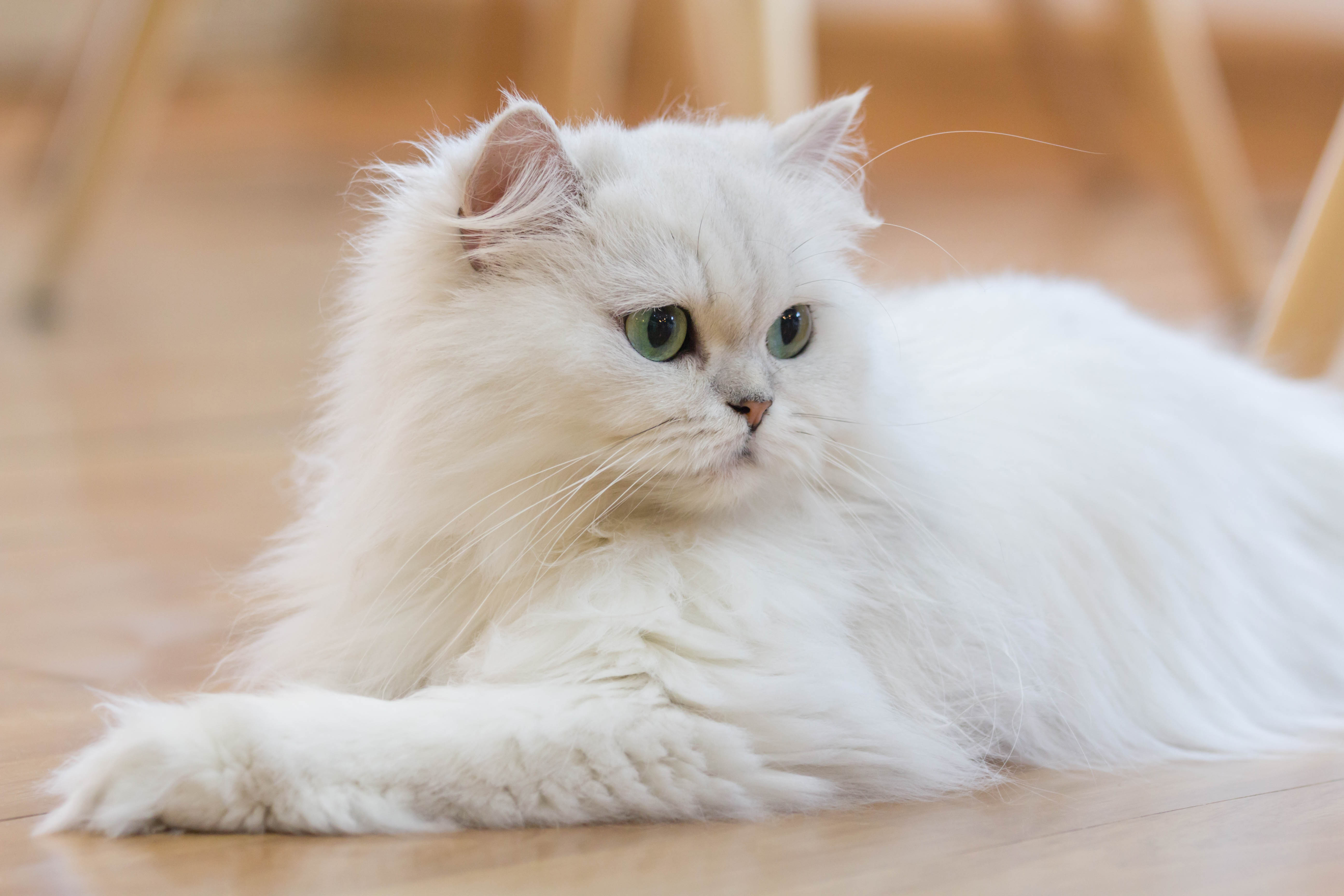 波斯貓給人高雅的印象。圖片來源：Getty images
