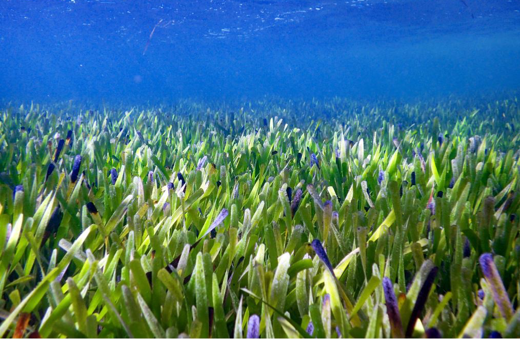 The largest plant in the world is an ancient self-cloning sea grass - engadget.com