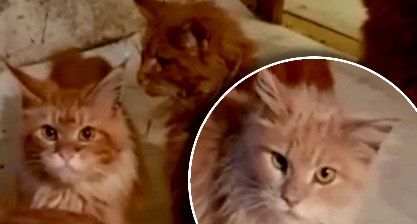 Woman eaten by her 20 cats after collapsing at home